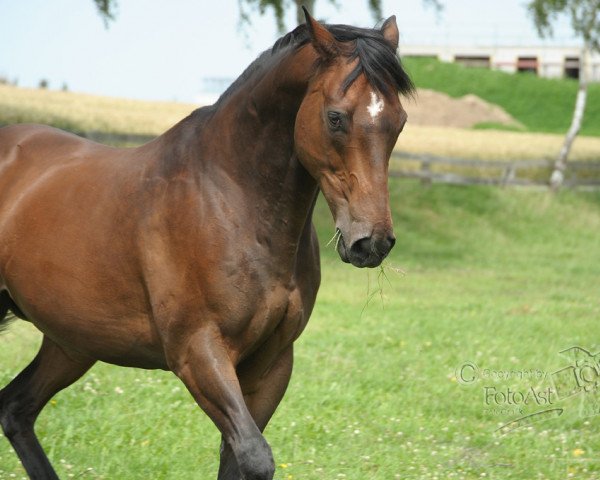 horse Barley Cove xx (Thoroughbred, 2000, from College Chapel xx)