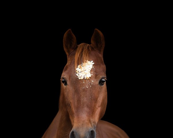 Pferd Gino 639 (Deutsches Reitpony, 2011, von Golden Leroy)