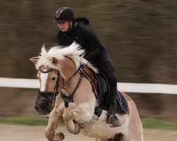 dressage horse Sultan (Haflinger, 2009)