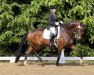 dressage horse Felicimo R (German Warmblood, 2017, from For Romance I)