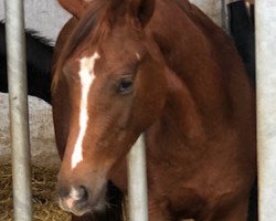 horse Viva Victoria AM (Westfale, 2020, from Viva Gold OLD)