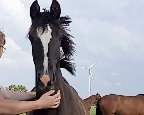 dressage horse Vivaldine (Westphalian, 2021, from Von und Zu)