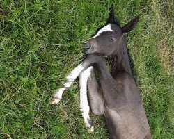 dressage horse Bounty Beach (Trakehner, 2022, from Interconti)