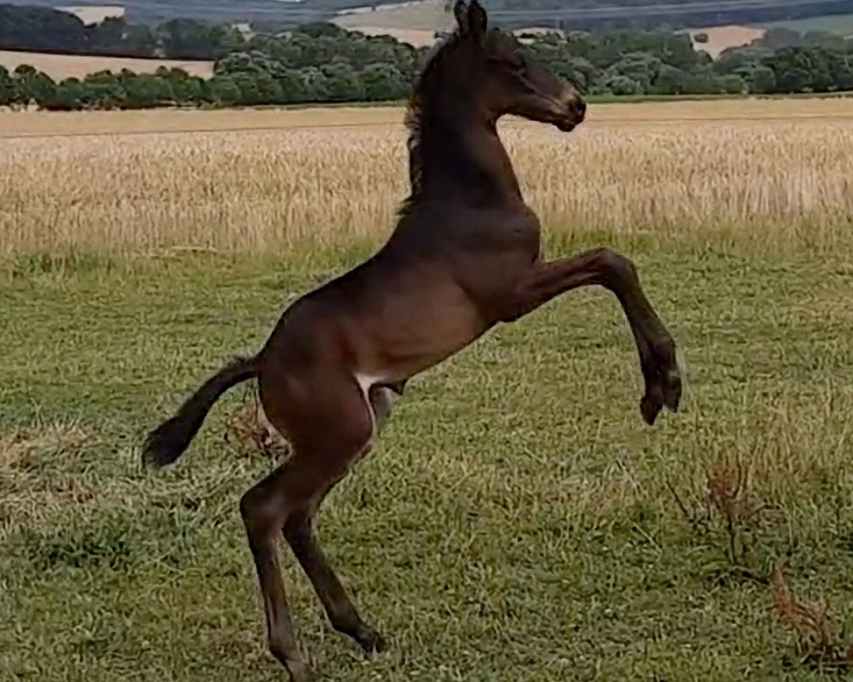 Springpferd Heinrich (Trakehner,  , von Easy Game)