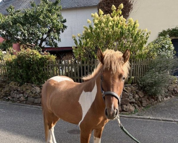 horse Vindur vom Fohrenbühl (Iceland Horse, 2019, from Náttfari vom Elfenland)