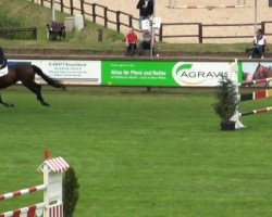 jumper Clay's Fortuna (Oldenburg show jumper, 2005, from Clay)