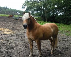 dressage horse No Limit (Haflinger, 2018)