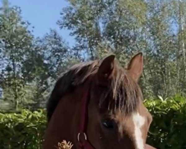 horse Cilano (Welsh-Pony (Section B), 2009, from Ribbon's Mister Rodin)