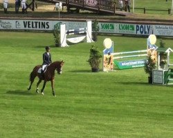 Pferd Georgia de Laubry (Belgisches Warmblut, 2006, von Upsilon van de Heffinck)