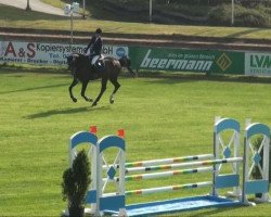 jumper Livorno (Oldenburg show jumper, 2006, from Lord Pezi)