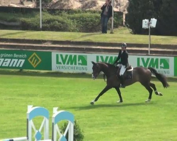 jumper Barino 9 (KWPN (Royal Dutch Sporthorse), 2006, from Larino)