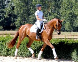 dressage horse Osterfeine Kirial (Trakehner, 2012, from All Inclusive)