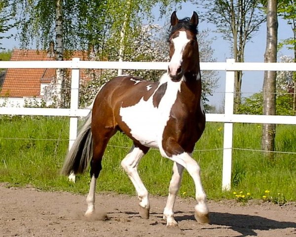 horse Ismo (Westphalian, 1994, from Ilasso)