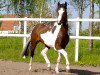 stallion Ismo (Westphalian, 1994, from Ilasso)