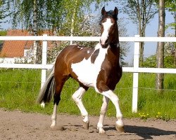 stallion Ismo (Westphalian, 1994, from Ilasso)