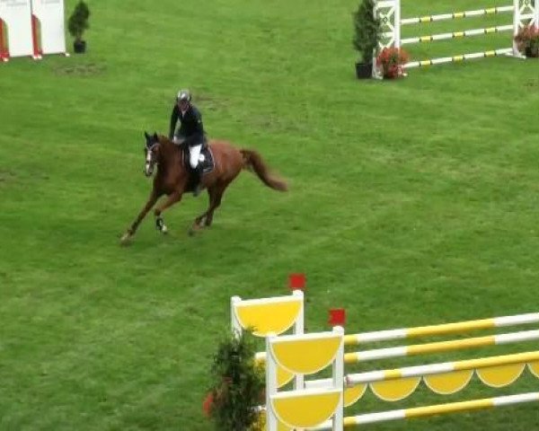 jumper Balou d'Air (Hanoverian, 2006, from Balou du Rouet)