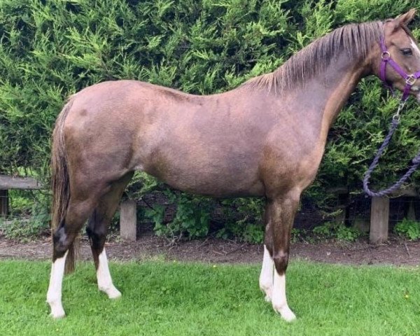 Dressurpferd Byley Reflection (Welsh Pony (Sek.B), 2016, von Carrwood Bronzewing)