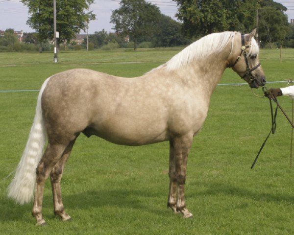 stallion Carrwood Bronzewing (Welsh-Pony (Section B), 2004, from Moelview Charmer Boy)