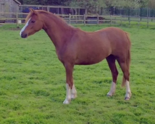 Zuchtstute Byley Reanna (Welsh Pony (Sek.B), 2012, von Hilin Tattoo)