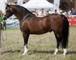 stallion Hilin Tattoo (Welsh-Pony (Section B), 2006, from Eyarth Tayma)