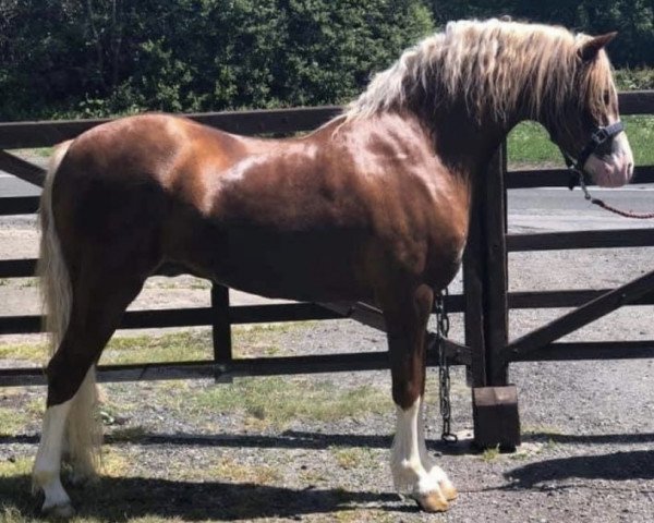 Pferd Waxwing Seafarer (Welsh Pony (Sek.B), 2015, von Cwrtycadno Cymro)