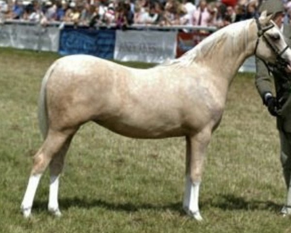 broodmare Mynach Oceana (Welsh-Pony (Section B), 2003, from Eyarth Beau Geste)