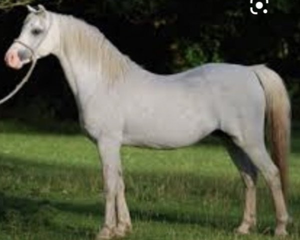 stallion Cwrtycadno Cymro (Welsh-Pony (Section B), 1995, from Eyarth Celebration)