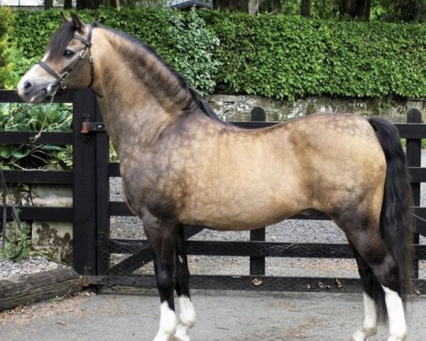Deckhengst Eyarth Beau Geste (Welsh Pony (Sek.B), 1997, von Boston Bentick)