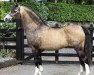 stallion Eyarth Beau Geste (Welsh-Pony (Section B), 1997, from Boston Bentick)