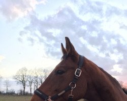 dressage horse For Glory (Trakehner, 2007, from Connery)