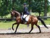 broodmare Astarte III (Trakehner, 2000, from Lafayette)