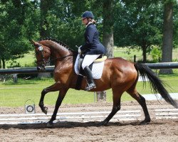 broodmare Astarte III (Trakehner, 2000, from Lafayette)