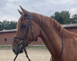 jumper Valido K (Oldenburg show jumper, 2018, from Vigo d'Arsouilles)