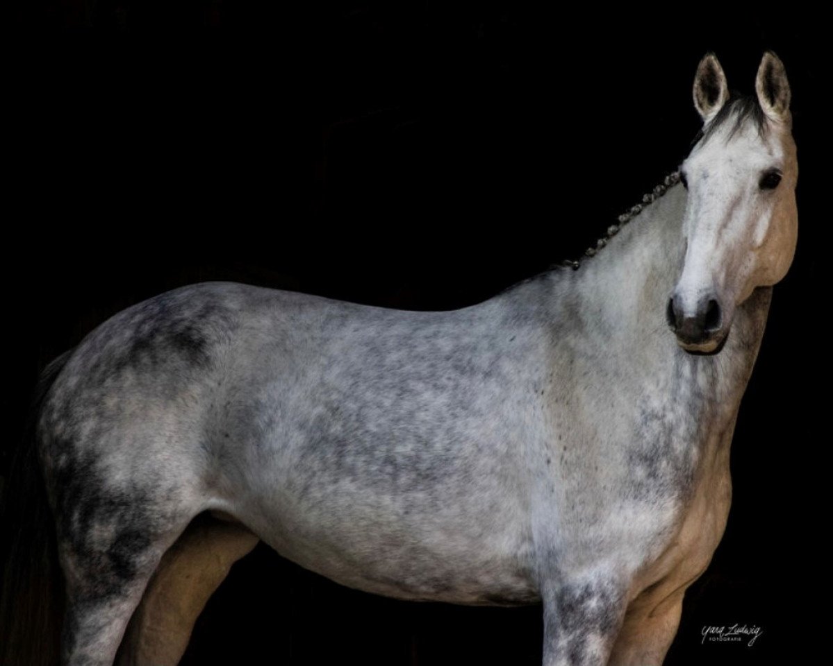 jumper Colour your Life 3 (German Sport Horse, 2012, from Centinus)