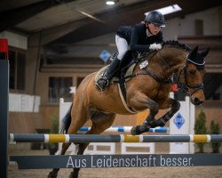 jumper Nicolino 11 (German Riding Pony, 2008, from Top Nicoletto)