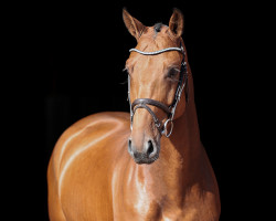 jumper Cornet's Cha Cha (Oldenburg show jumper, 2017, from Cornet's Prinz)