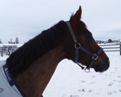 Springpferd Ramiro's Juwel (Österreichisches Warmblut, 2012, von Ramiro's Bube)