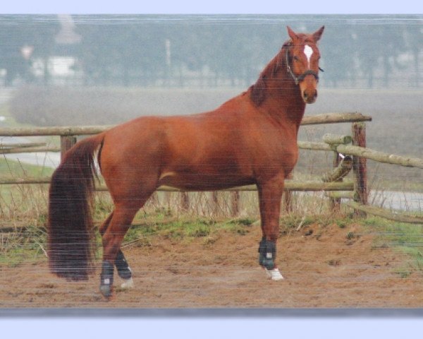 horse Rudi (Hanoverian, 2001, from Mendecino)