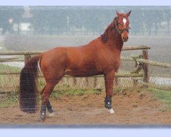 horse Rudi (Hanoverian, 2001, from Mendecino)