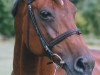 broodmare Que Belleza (Oldenburg, 1988, from Quo Vadis)