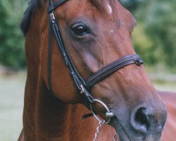 broodmare Que Belleza (Oldenburg, 1988, from Quo Vadis)