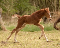 horse Valja (Oldenburger Springpferd, 2022, from VALENSKY)