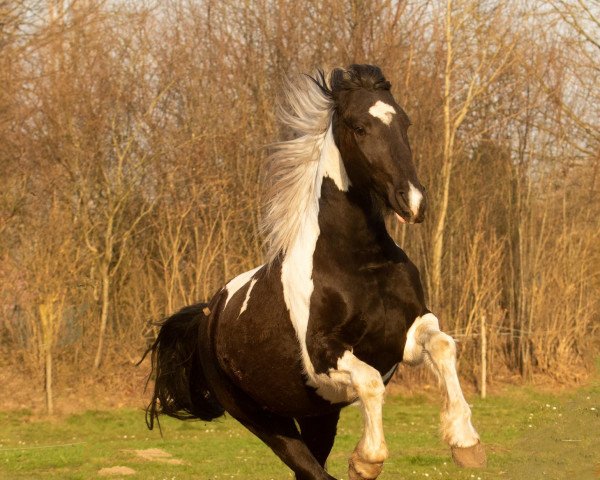 horse Finn (Pinto,  )