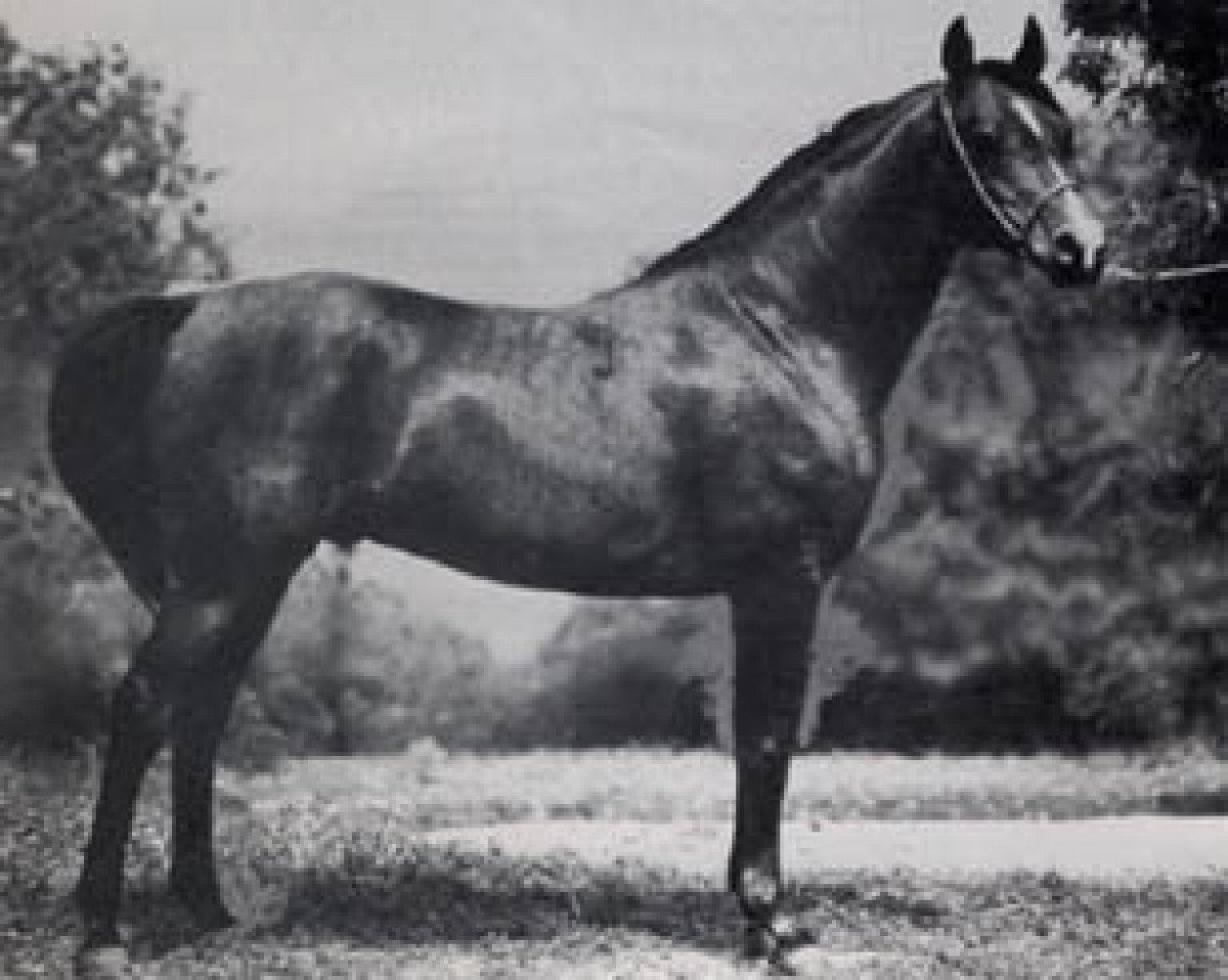 stallion Algierczyk ox (Arabian purebred, 1977, from Engano 1970 ox)