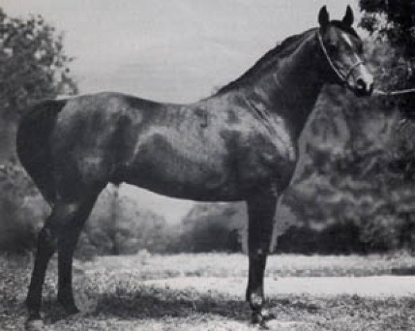 stallion Algierczyk ox (Arabian thoroughbred, 1977, from Engano 1970 ox)