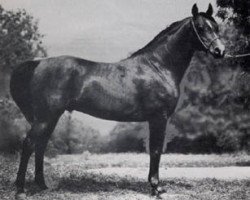 Deckhengst Algierczyk ox (Vollblutaraber, 1977, von Engano 1970 ox)