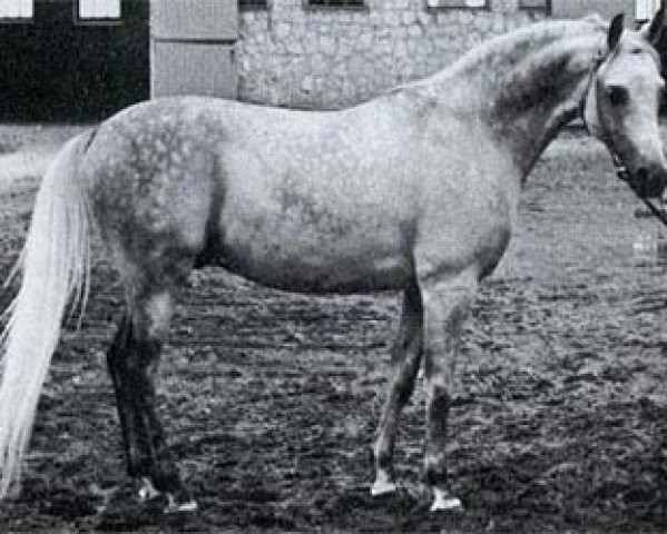 stallion Eufrat ox (Arabian thoroughbred, 1970, from Elf 1963 ox)