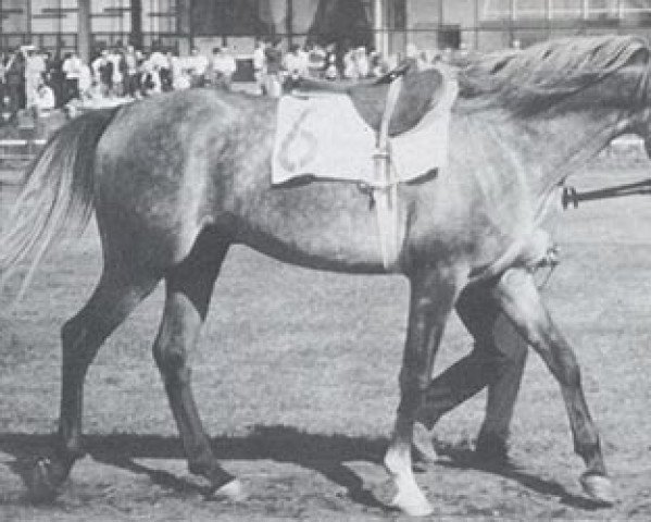 stallion Czeremosz ox (Arabian thoroughbred, 1970, from Elf 1963 ox)