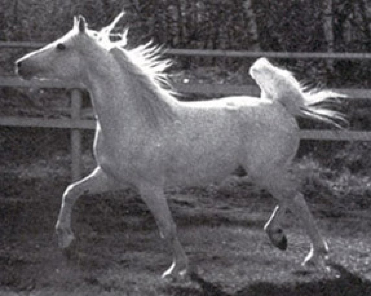 stallion Mimik ox (Arabian purebred, 1967, from Exelsjor ox)