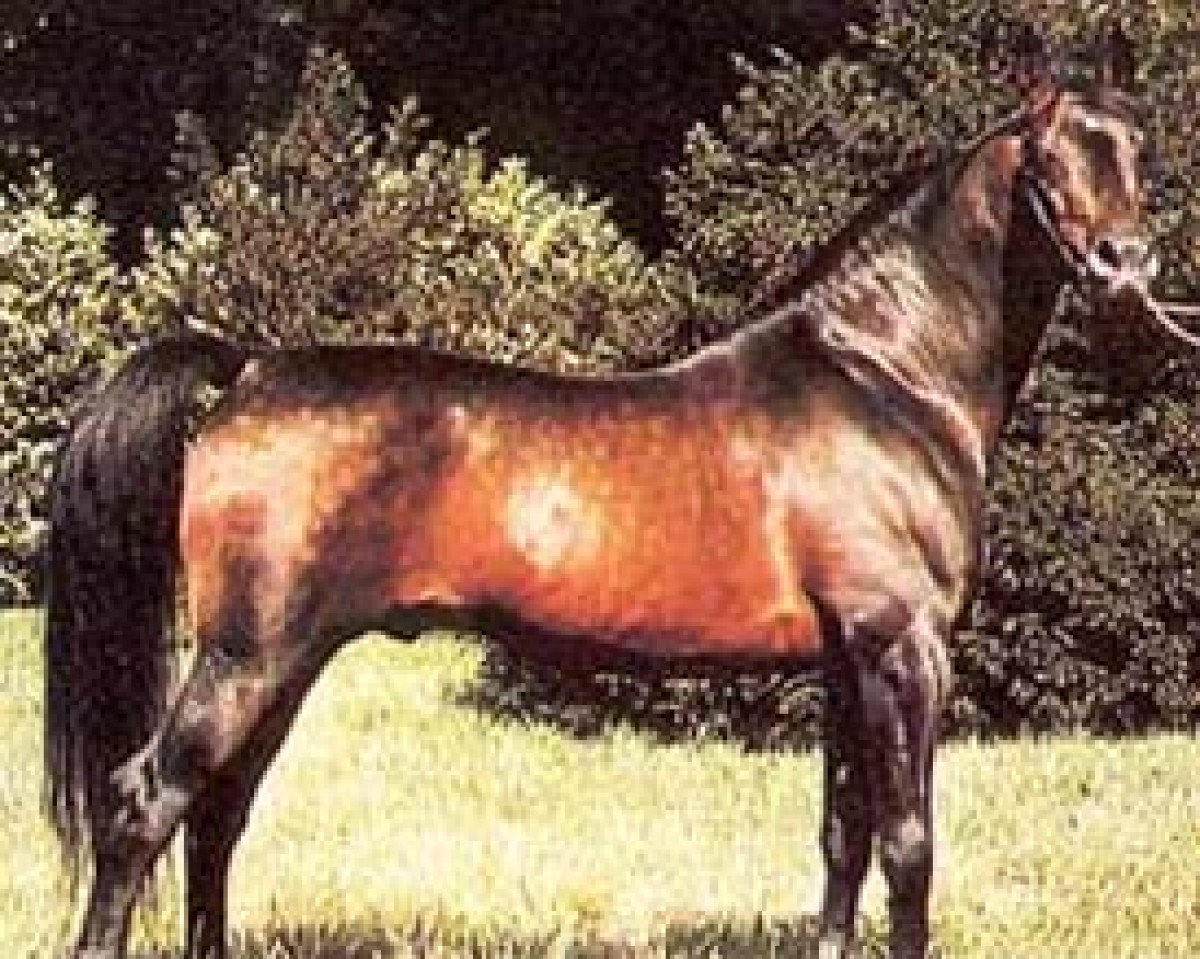 stallion Alrex ox (Arabian purebred, 1968, from Exelsjor ox)